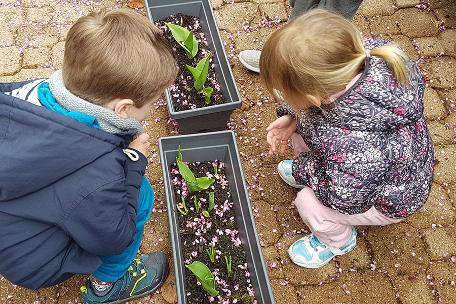 Observer la germination grâce aux plantations